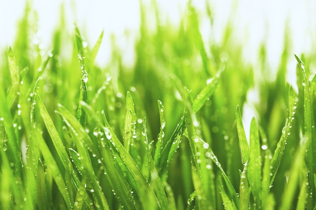 Fresh grass with water drops in the early morning