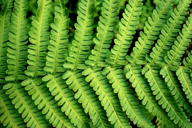 Foglia di felce verde fresca sullo sfondo della foresta.