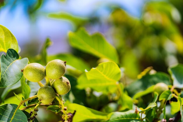 Fresh greek walnuts on a tree with natural background Walnuts grow on a tree waiting to be harvested in autumn