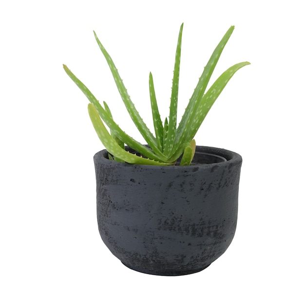 Fresh green alo vera in black potted isolated on white\
background plant soothing sap used or healing and medicinal\
purposes is derived