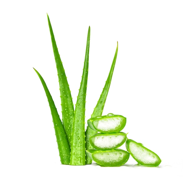 Fresh green aloe vera leaves on white background