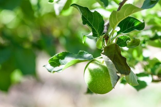 Fresh green apple on the tree, blurred background.