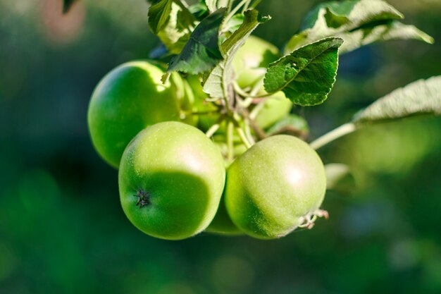 Fresh green apples on a tree