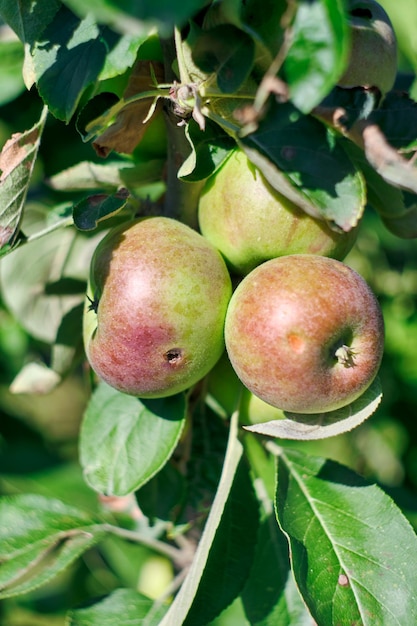 Fresh green apples on a tree