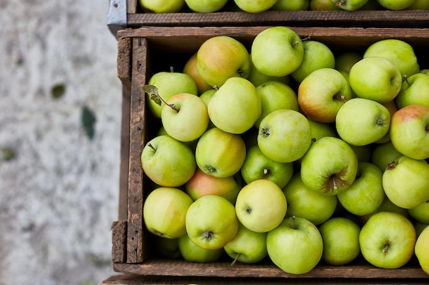 Fresh green apples on the wooden boxes harvest