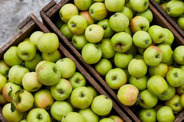 Fresh green apples on the wooden boxes harvest