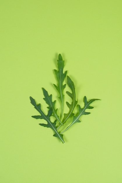 Fresh green arugula leaves on a green background