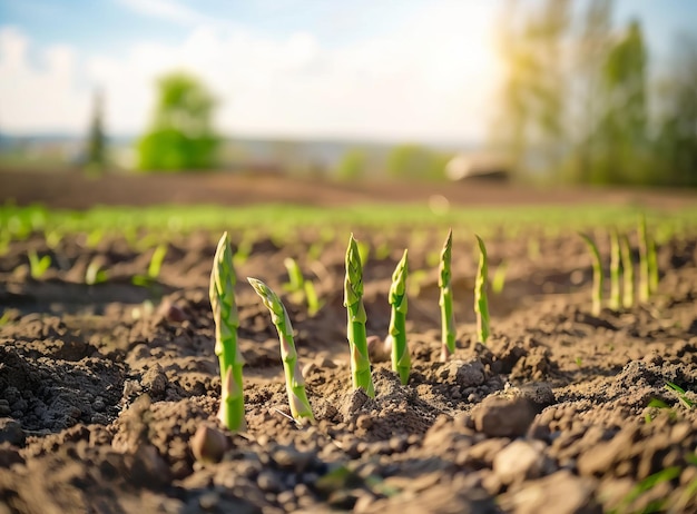 Fresh green asparagus sprouting from rich soil in a sunlit garden