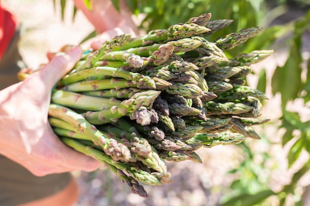 Fresh green asparagus vegetable in a man's hand