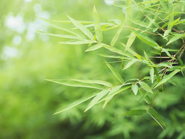 Fresh green bamboo leaves at tropical rain forest