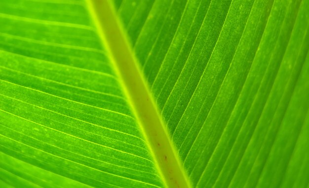 Fresh green banana leaf as background