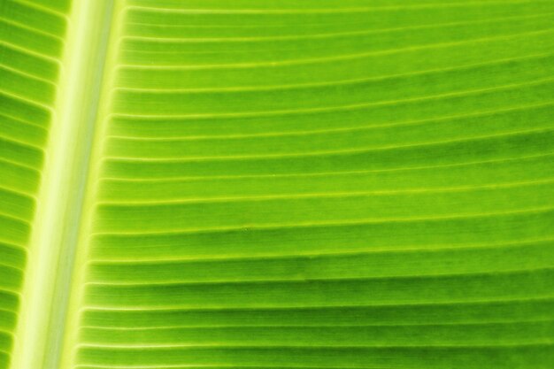 Fresh green banana leaf surface