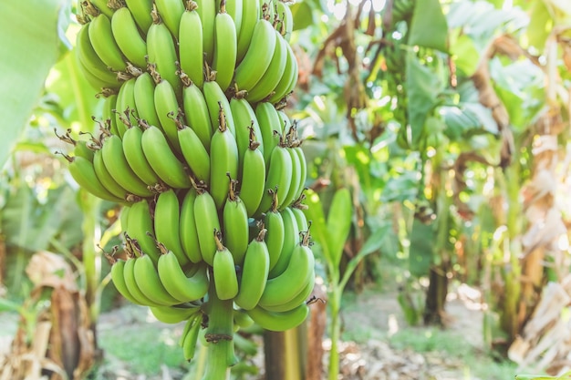 Fresh green bananas growing on a tree