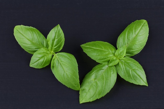 Photo fresh green basil on a black background