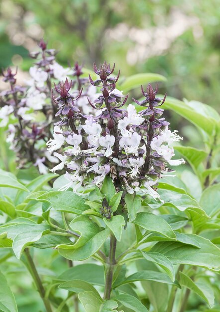 Fresh green basil and flower