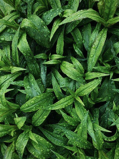 fresh green basil from the garden