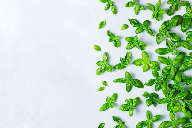 Photo fresh green basil on a grey background