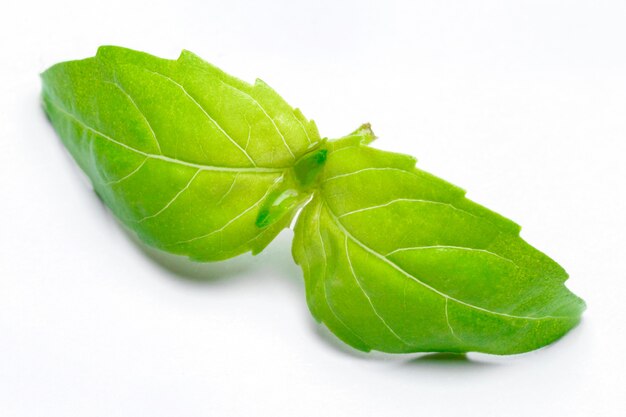  fresh green basil herb leaves on white isolated. Clipping path