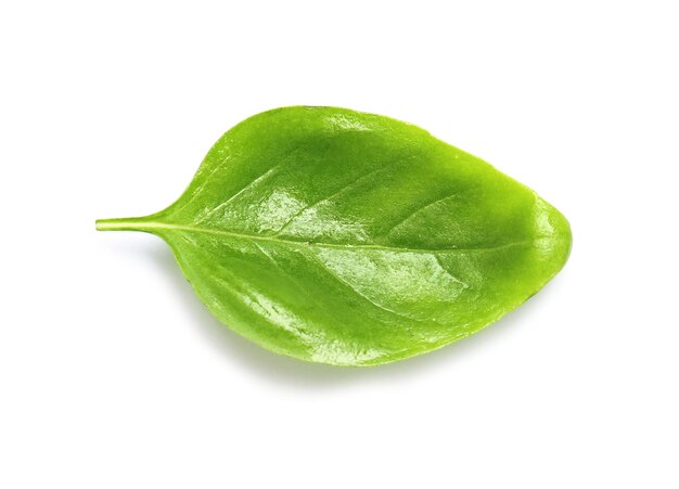 Photo fresh green basil leaf on white background