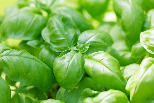 Fresh green basil leaves as background