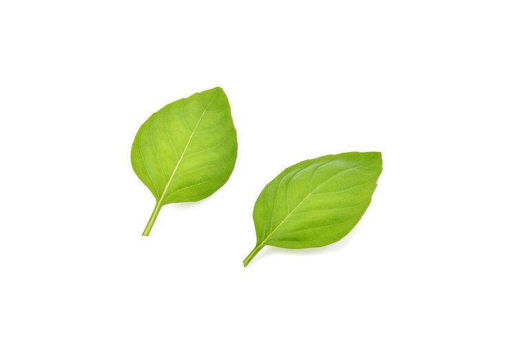 Photo fresh green basil leaves isolated on white background