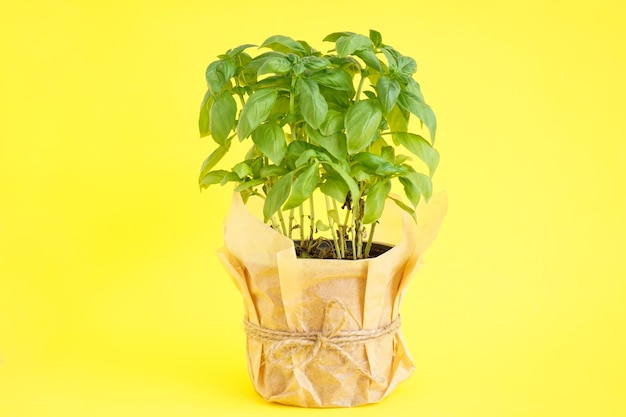 Fresh green basil plant in pot on a yellow background