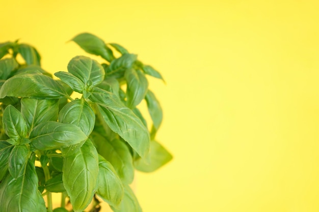 Fresh green basil plant on yellow background closeup Space for text