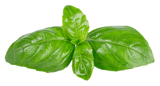 fresh green basil top leaves with water drops isolated on white background