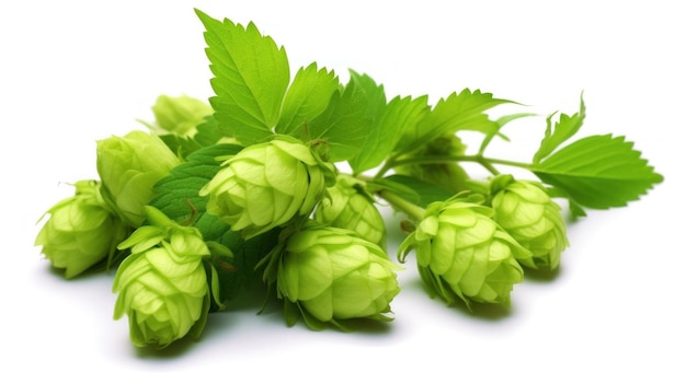 Photo fresh green beer hops isolated on a white background