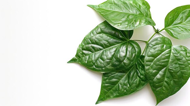 Fresh green betel leaves on white background