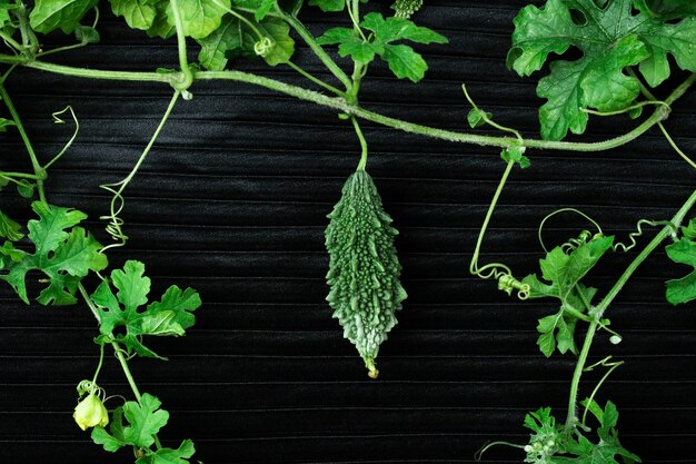 Foto zucca amara verde fresca con foglie verdi