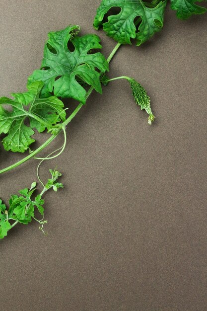 Fresh green bitter gourd with green leaves