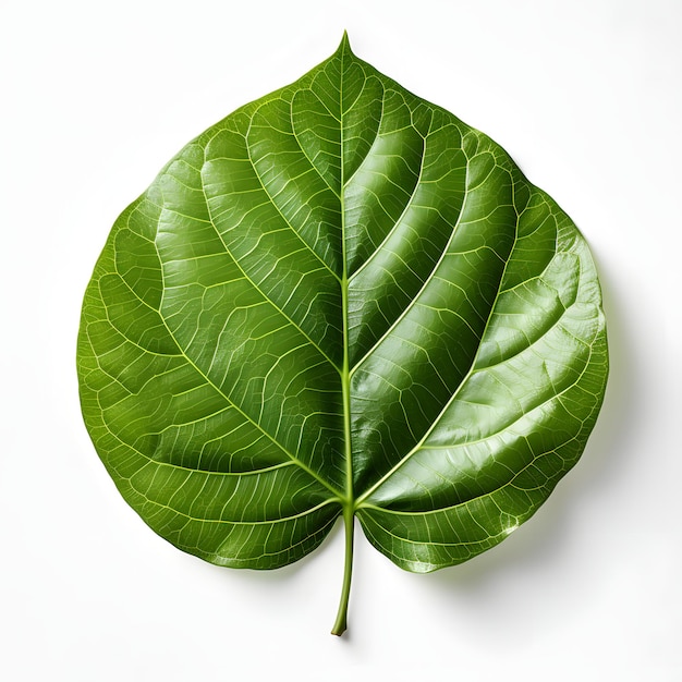 Фото Свежий зеленый лист бодхи на белом фоне