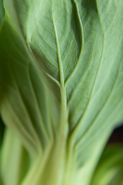 Photo fresh green bok choy or pac choi chinese cabbage.