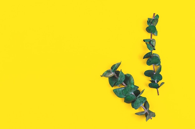 Fresh and green branches of eucalyptus on a yellow background flat lay composition and copy space top view concept photo