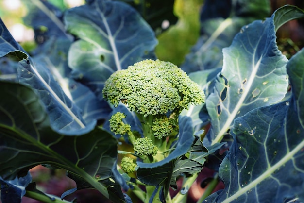 Fresh green broccoli growing in the garden