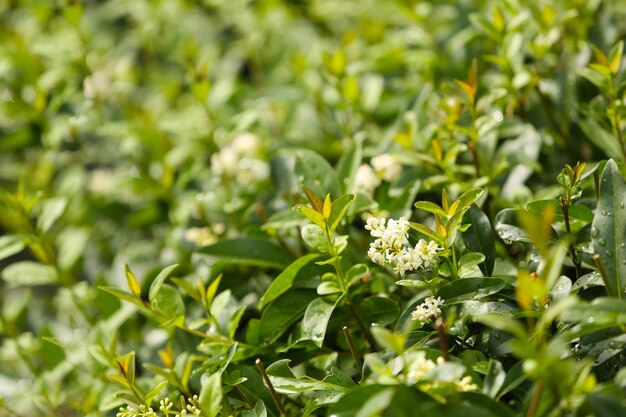 Fresh green bush background