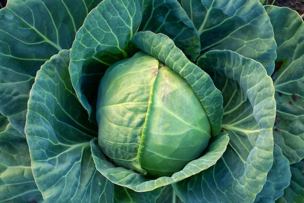 Fresh green cabbage vegetarian food natural background