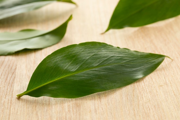 Fresh green cardamom leaf close up