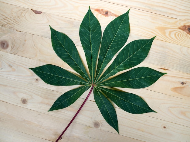 Photo fresh green cassava leaf top view