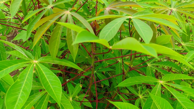 Fresh green cassava leaves for wallpaper background