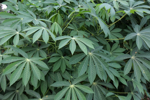 Fresh green cassava leaves