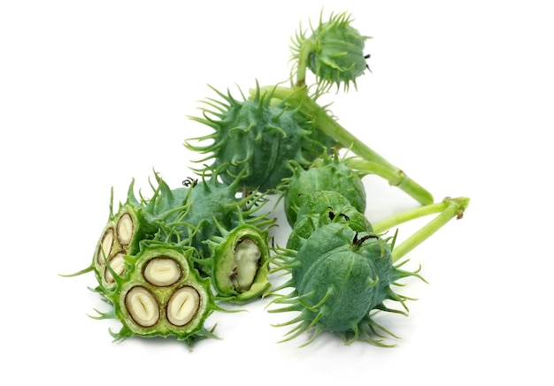 Fresh green castor beans on white