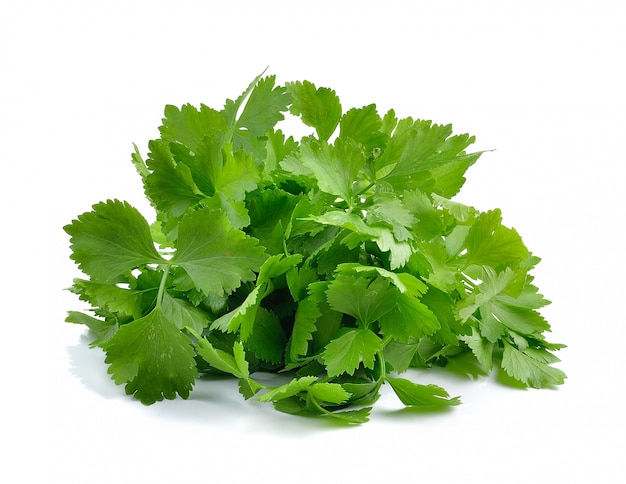 Fresh green celery isolated