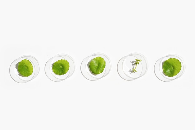 Photo fresh green centella asian leaves in petri dishes on white surface.