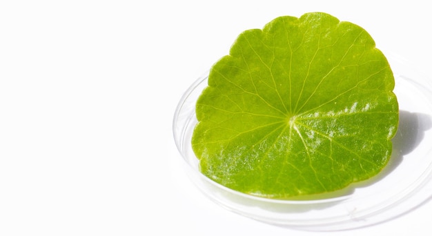 Foglia verde fresca di centella asiatica nella capsula di petri su fondo bianco