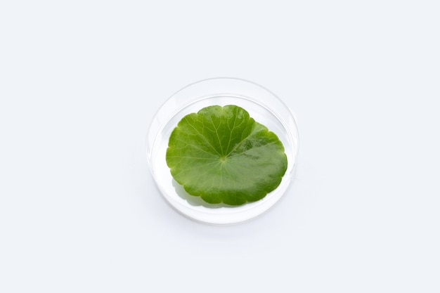 흰색 바탕에 배양 접시에 신선한 녹색 병풀 asiatica 잎.