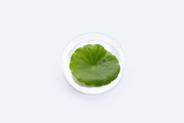 Fresh green centella asiatica leaf in petri dishes on white background.