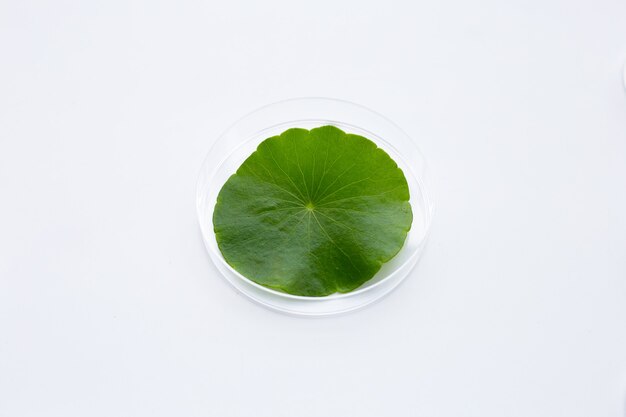 Fresh green centella asiatica leaf in petri dishes on white background.