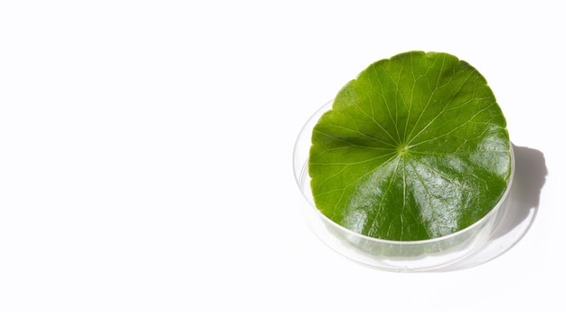 Fresh green centella asiatica leaf in petri dishes on white background